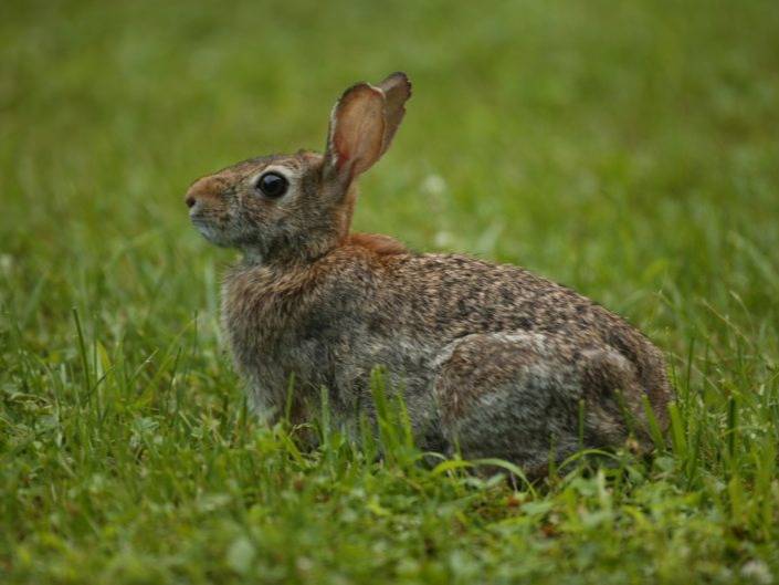 Domaine : Alimentation